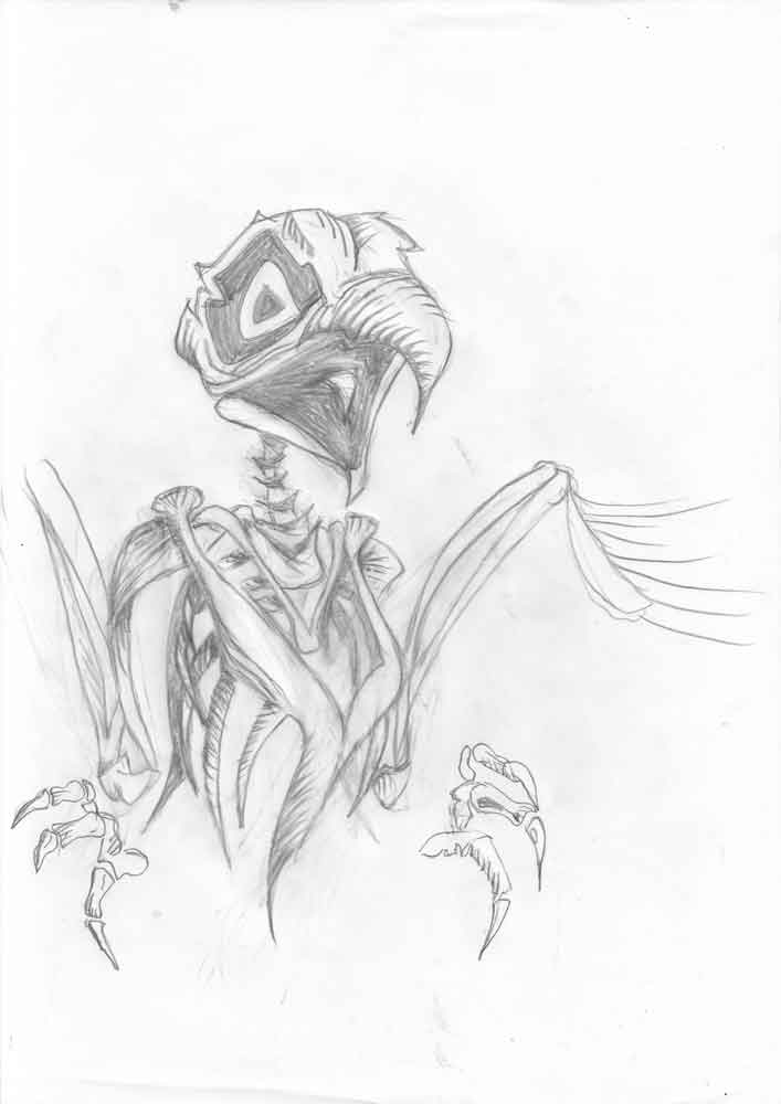 Baby hawk bird anatomy drawing later used for skateboard art Tony Hawk. Graphite on standard paper 5 gr paper (21x29,7cm) (2015) (svenimal.art)