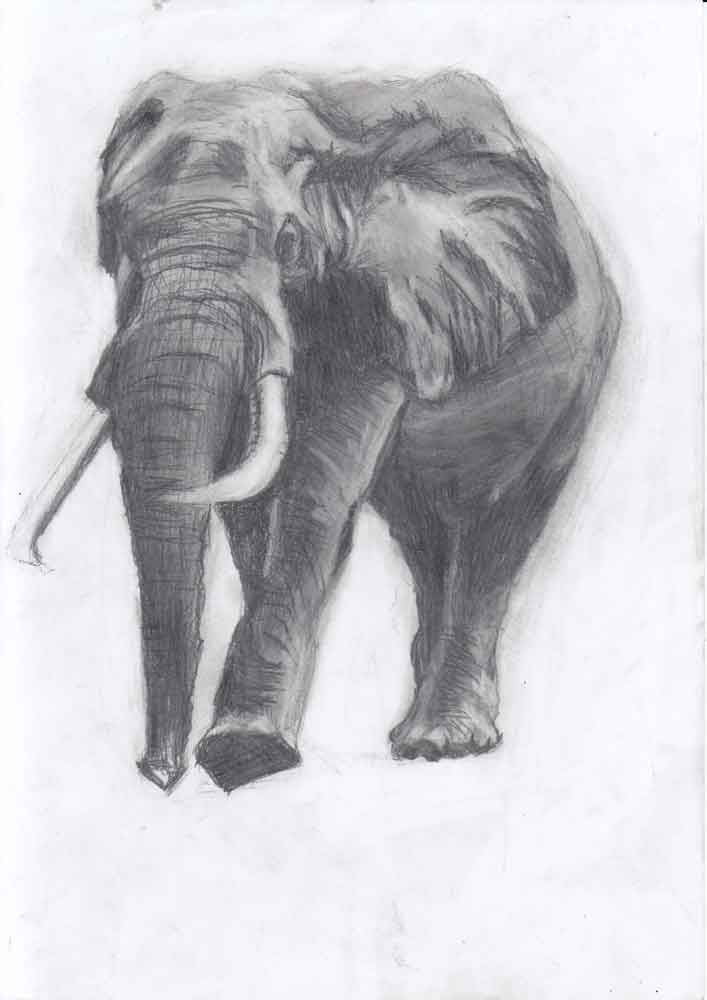 Elephant drawing. Graphite on standard paper 5 gr (21x29,7cm) (2017) (svenimal.art)