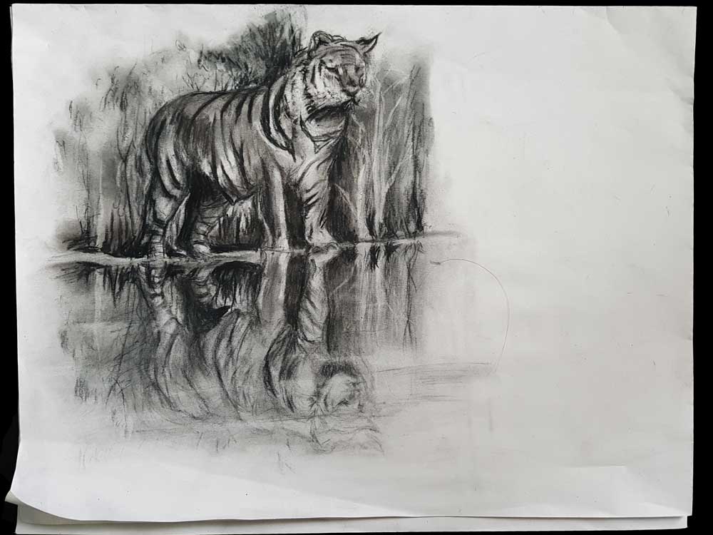 Tiger drawing. Charcoal on 55 gr newspaper paper 32,4x50cm) (2018) (svenimal.art)