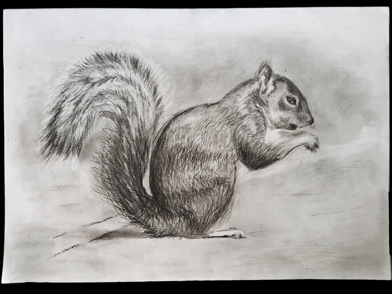 Squirl drawing. Graphite on standard paper 5 gr (42x30cm) (2018) (svenimal.art)