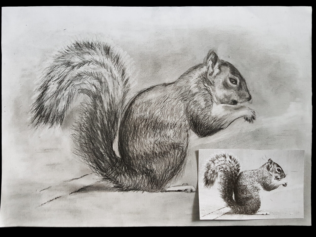 Squirl drawing. Graphite on standard paper 5 gr (42x30cm) (2018) (svenimal.art)