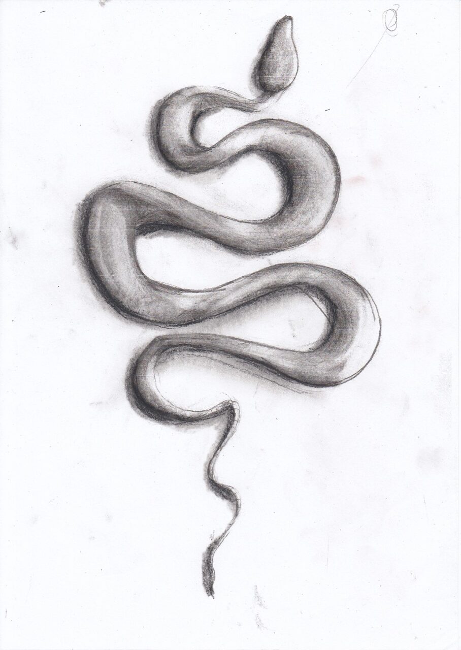 Snake drawing. Study for light/shadow. Graphite on standard paper 5 gr paper (21x29,7cm) (2018) (svenimal.art)